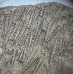Tentaculites sp. SCHLOTHEIM 1820 - Bild © FossNet FossilienStore